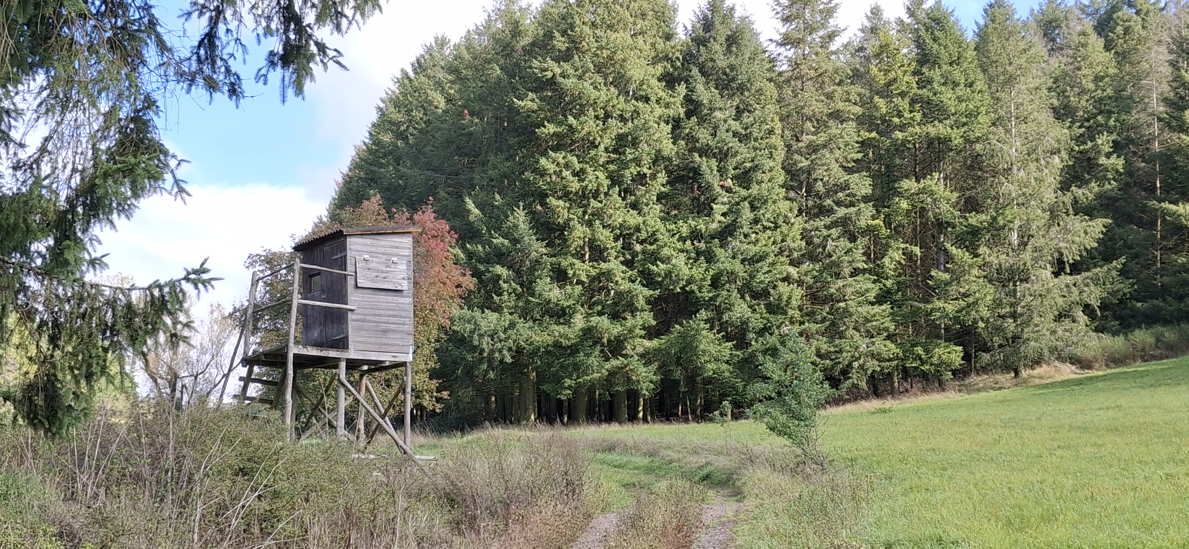 Waldweg im Hosenbachtal